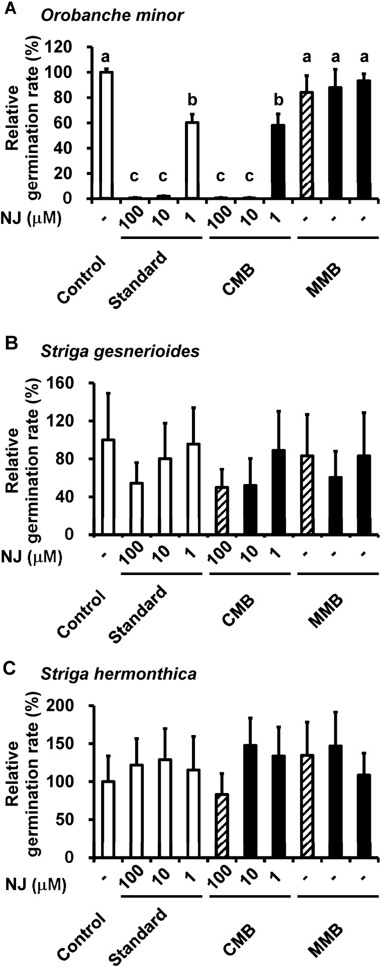 Fig. 5. Germination rates of parasitic weed seeds treated with nojirimycin (NJ) standard solution, S. ficellus culture in NJ production medium supplemented by marine broth and depleted starch collected from 4-day culture (CMB), and NJ production medium supplemented by marine broth and depleted starch prior to inoculation with S. ficellus (MMB). All seeds were treated with germination stimulants (rac-GR24, Orobanche minor and Striga hermonthica; cowpea exudate, Striga gesnerioides). Control seeds were only treated with germination stimulants, whereas the others were treated with germination stimulants and NJ standard solution, CMB or MMB. CMB was diluted to adjust the NJ concentration, as indicated along the X-axis. MMB and CMB bars with the same fill pattern indicate the same dilutions. Values are relative to the samples treated with only germination stimulants (control) and are presented as the means±S.D. (n=3–5). The values along the X-axis indicate the NJ concentrations (µM) in the treatment solutions. Different lowercase letters indicate significant differences between treatments (Tukey-Kramer, p<0.05).