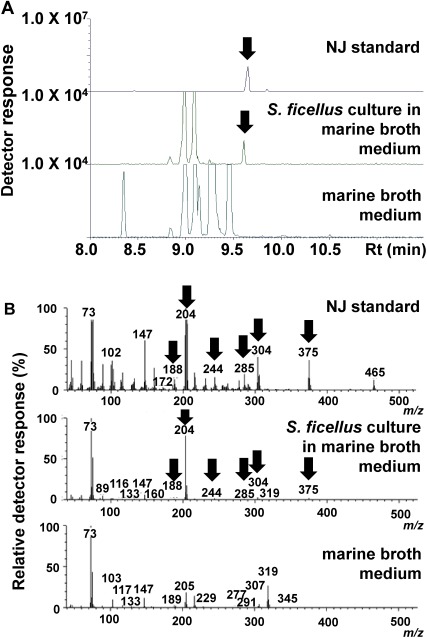 Fig. 2. Results of gas chromatography/mass spectrometry analyses of nojirimycin standard solution, Streptomyces ficellus culture in NJ production medium supplemented by marine broth, and NJ production medium supplemented by marine broth prior to inoculation with S. ficellus. (A) Mass chromatograms of m/z 375. Arrows indicate NJ. (B) Mass spectra at 9.6 min. Arrows show peaks detected in the NJ standard and S. ficellus culture in NJ production medium supplemented by marine broth, although not prior to inoculation with S. ficellus.