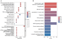 Figure 7. Functional analysis based on the differentially expressed genes between the two–risk groups in TCGA cohort. (A) Bubble of Gene Ontology analyses for differentially expressed genes among high...