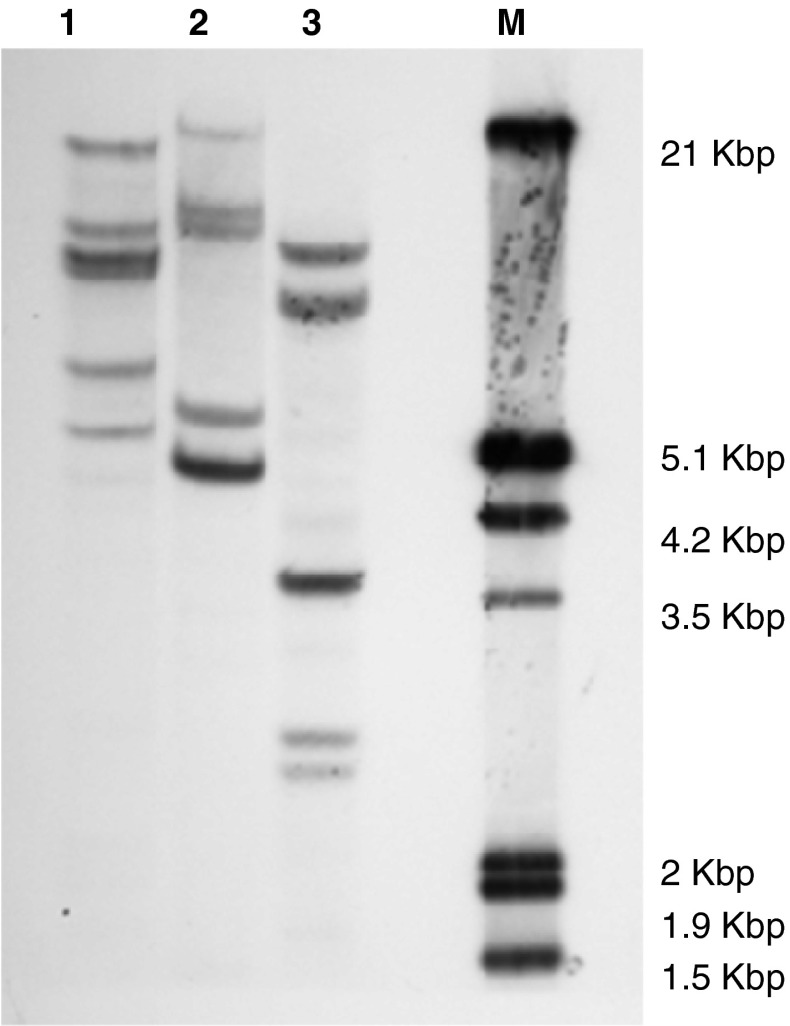 Fig. 1