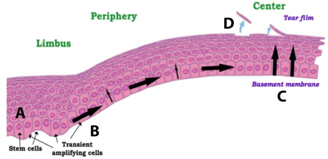 Figure 1: