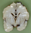Figure 5