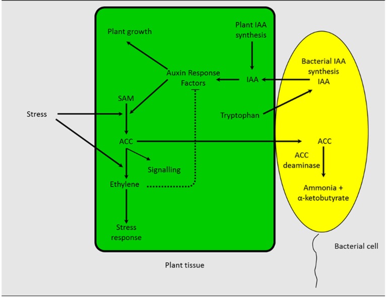 Figure 2.