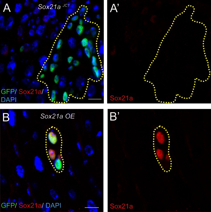 Figure 1—figure supplement 1.