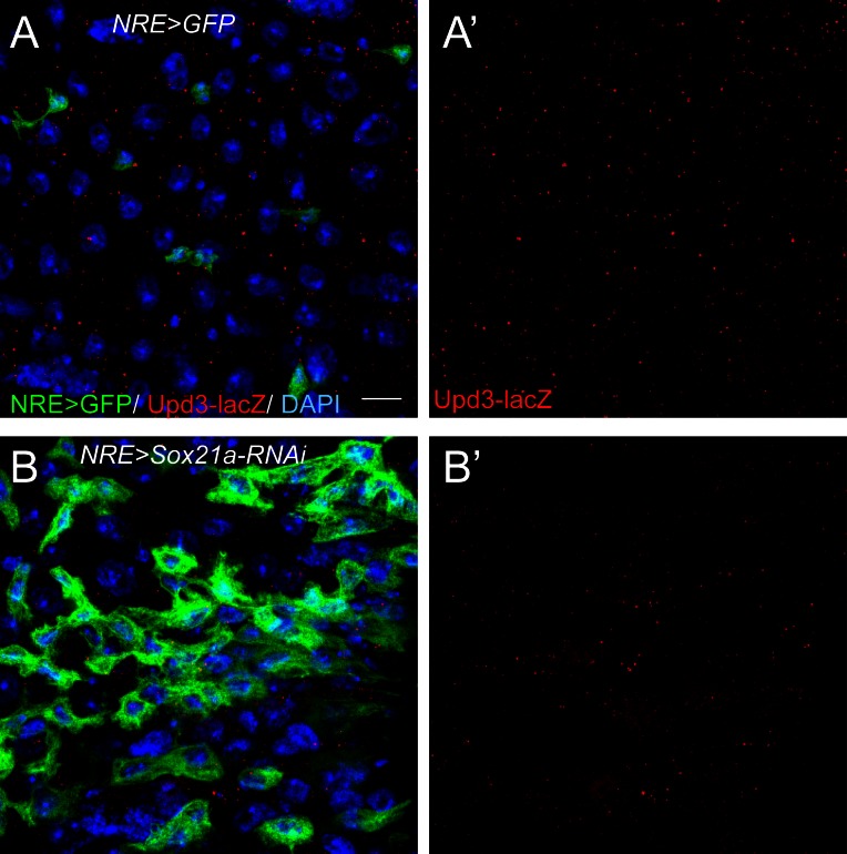 Figure 5—figure supplement 1.