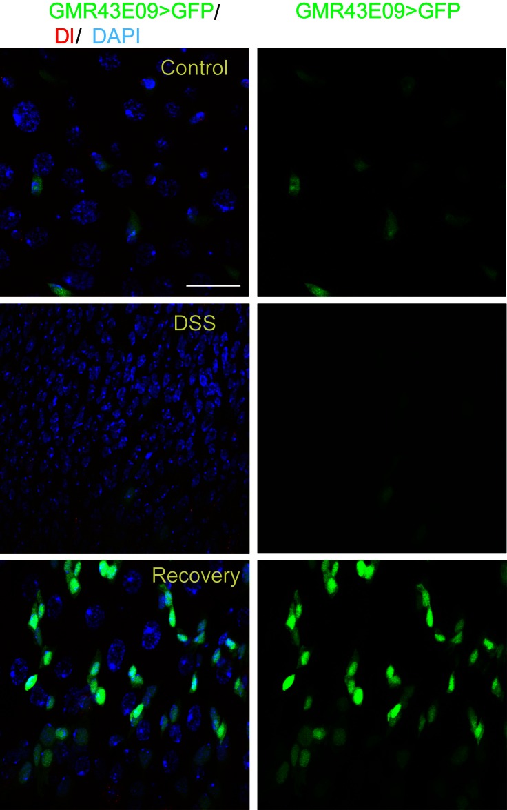 Figure 6—figure supplement 1.