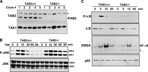 FIGURE 1.