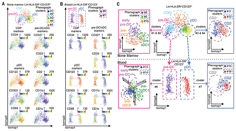 Human DC emerge from BM CDP, diverge at the point of emergence of pre-DC and pDC potential, and culminate in maturation of both lineages in the blood.