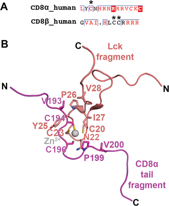 Structure, function, and immunomodulation of the CD8 co-receptor - PMC