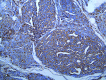 Fig. 2c.