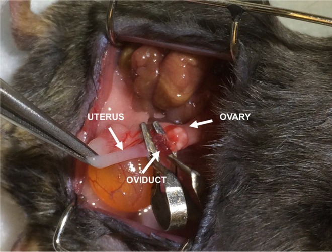 Figure 1.