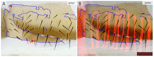 Fig. 5.