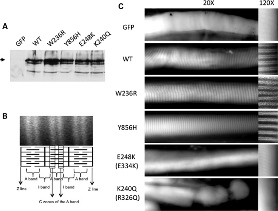 Figure 6.