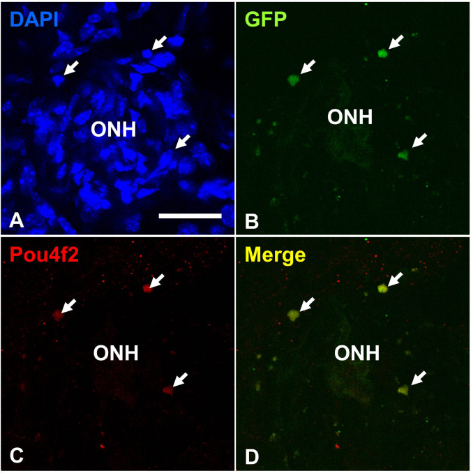 Figure 10