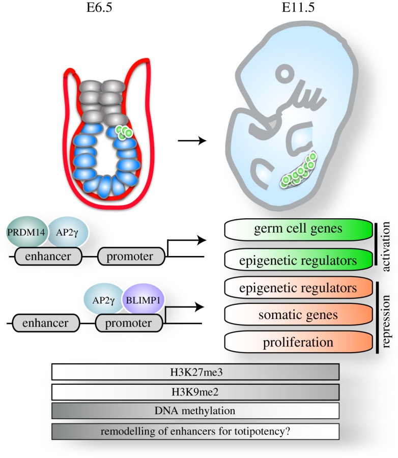 Figure 4.