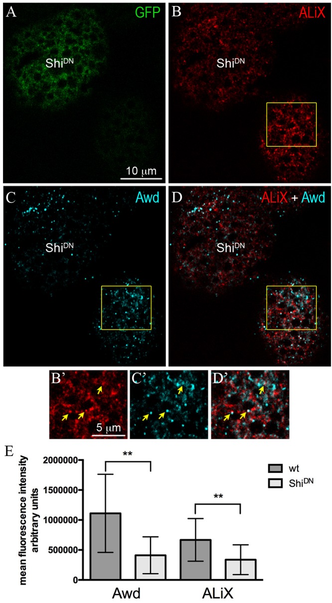 FIGURE 2