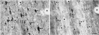 Fig. 11.