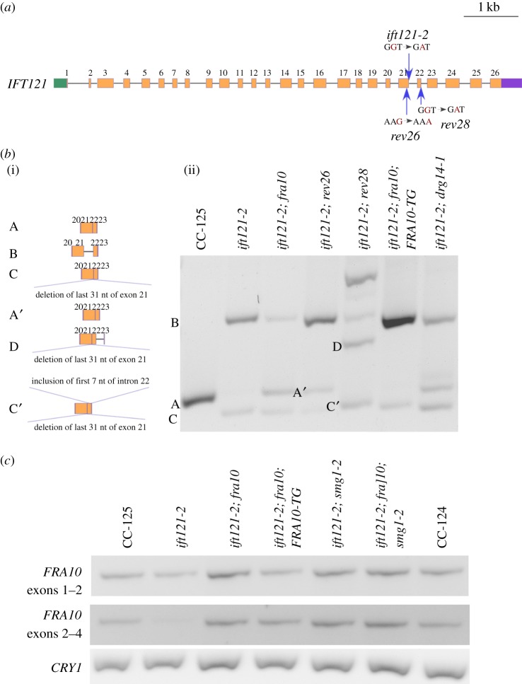 Figure 4.