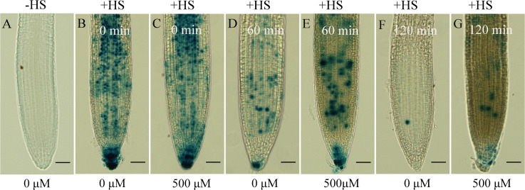 Figure 5