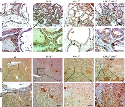 Fig. 8