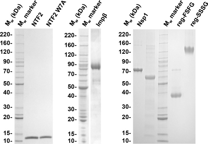 Figure 1—figure supplement 1.