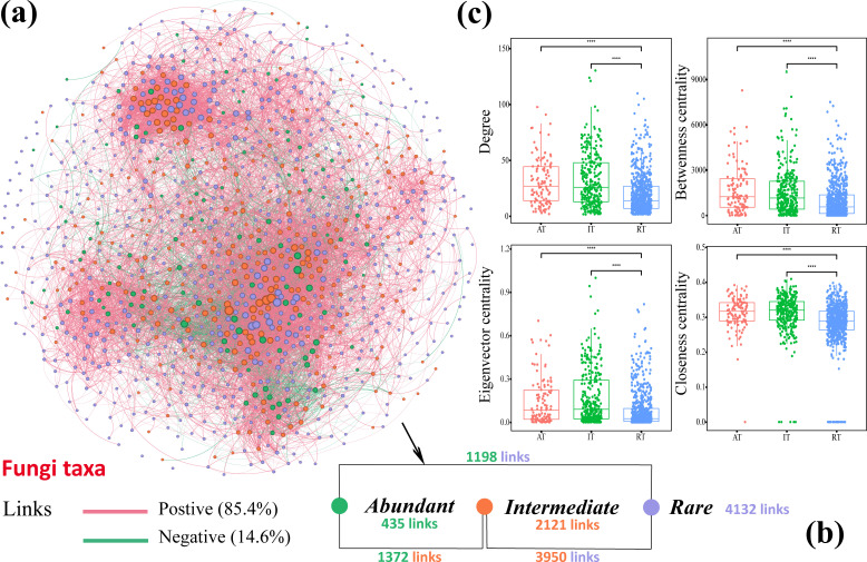 Network diagram of fungi taxa depicts positive and negative links, with link counts for abundant, intermediate, and rare taxa. Box plots on the right compare the centrality metrics across taxa types, highlighting significant differences.