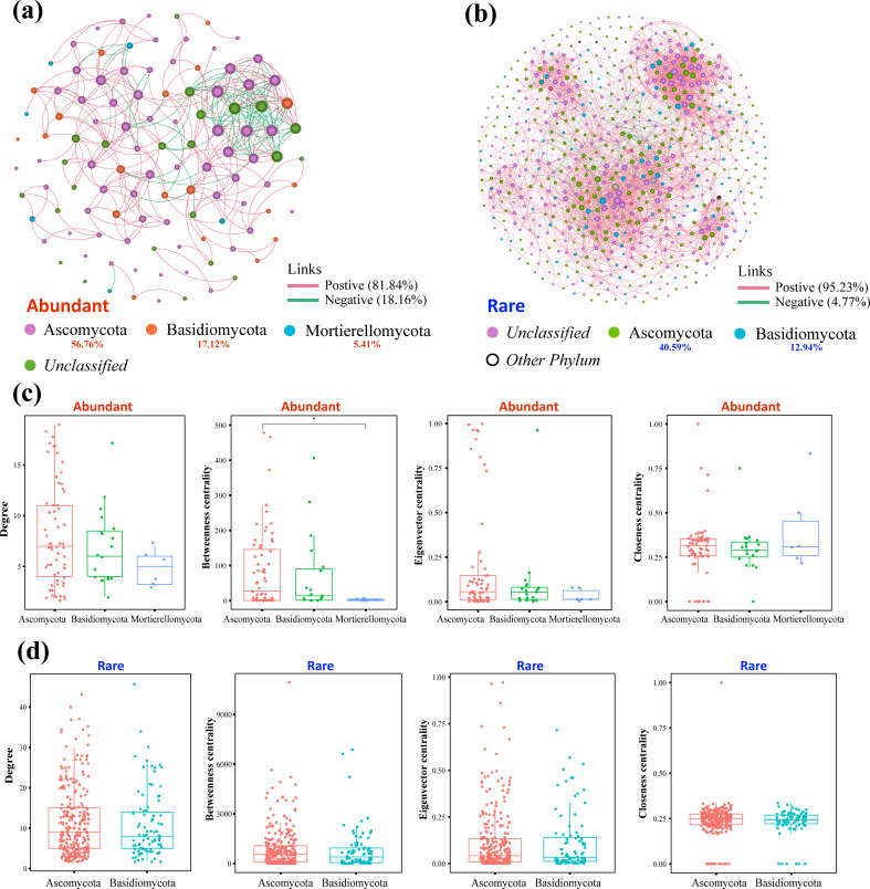 Network diagrams and box plots compare the fungal phylum interactions and centrality metrics in abundant and rare categories. Diagrams display positive and negative links. Box plots depict metrics like degree and centrality for each group.