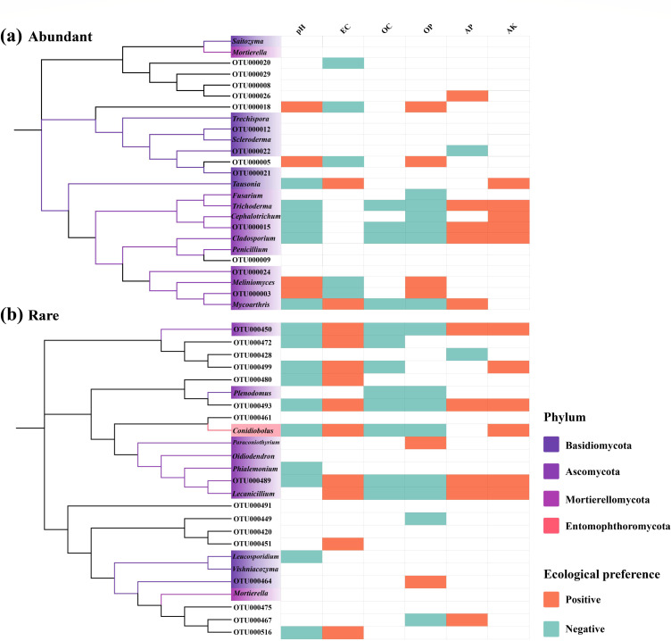 Dendrograms compare the fungal taxa in abundant and rare groups categorized by phylum and ecological preferences across multiple factors. Columns represent environmental variables with colored blocks indicating taxa responses.