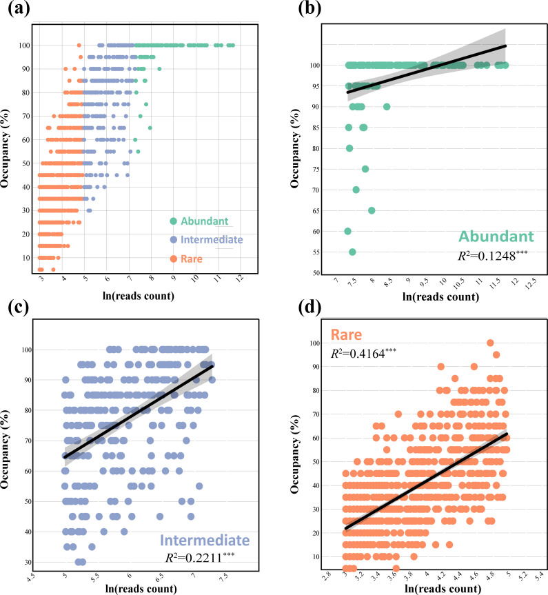 The four scatterplots depict occupancy percentage versus log-transformed read count for different bacterial abundance categories. Linear regression lines indicate positive relationships, with higher R² values in rare and intermediate taxa.