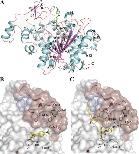 FIGURE 1.