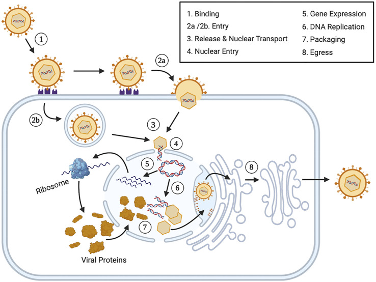 Figure 1