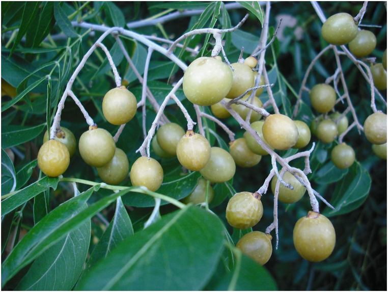 Fig. 5