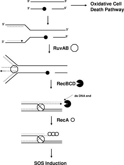 FIG. 8.