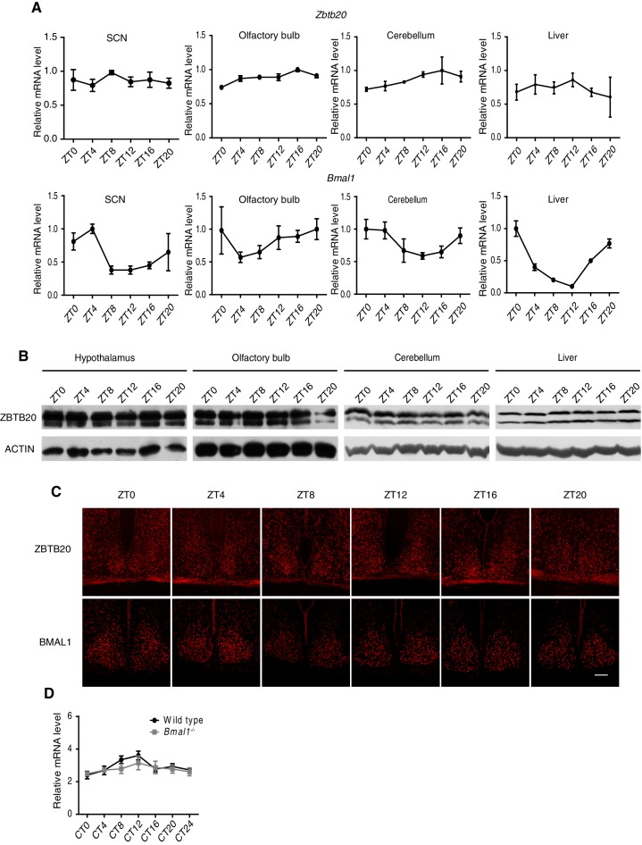 Figure 5—figure supplement 1.