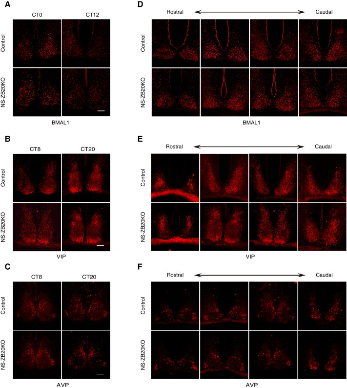 Figure 4—figure supplement 1.