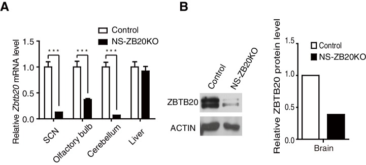 Figure 1—figure supplement 1.