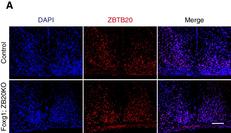 Figure 6—figure supplement 1.