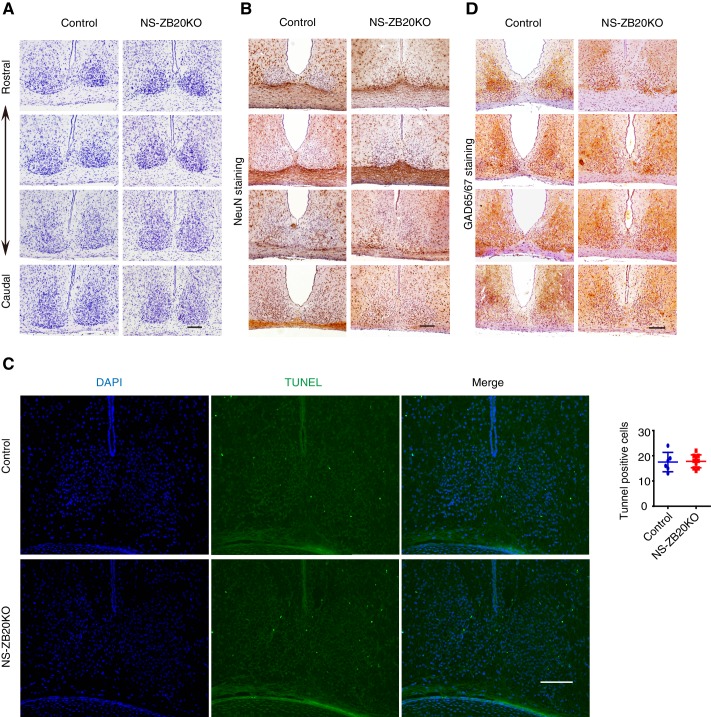 Figure 4—figure supplement 2.