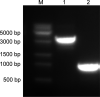Figure 2—figure supplement 3.