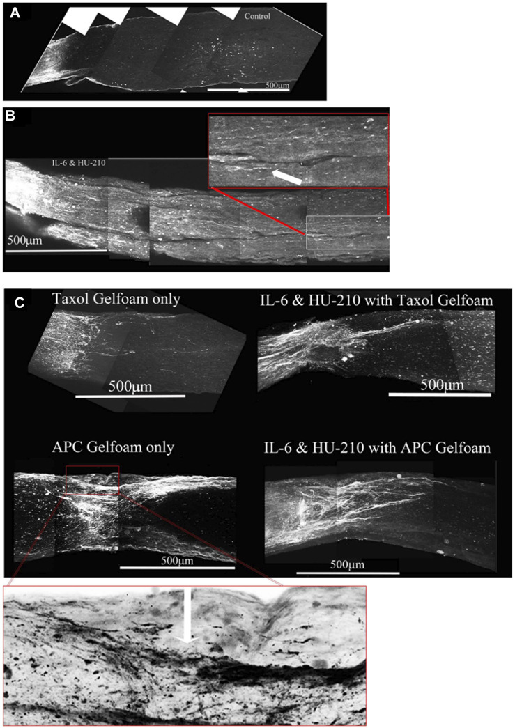 FIGURE 10