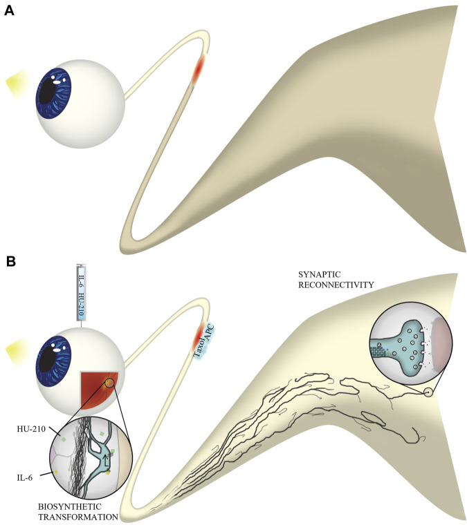 FIGURE 11