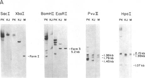 graphic file with name pnas00647-0160-a.jpg