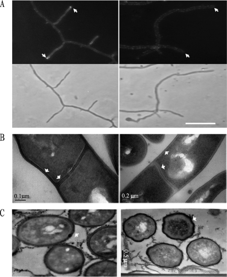 FIG. 4.