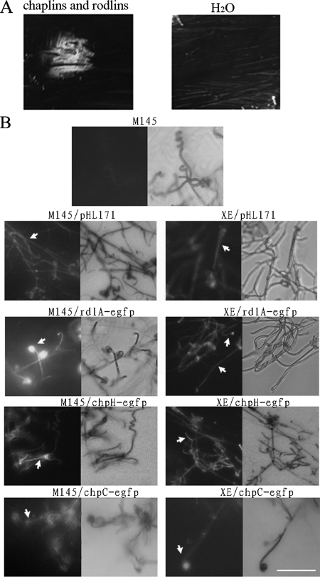 FIG. 7.