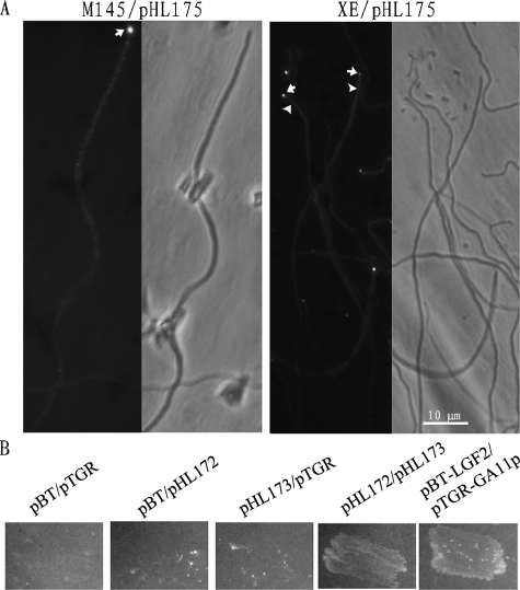 FIG. 6.