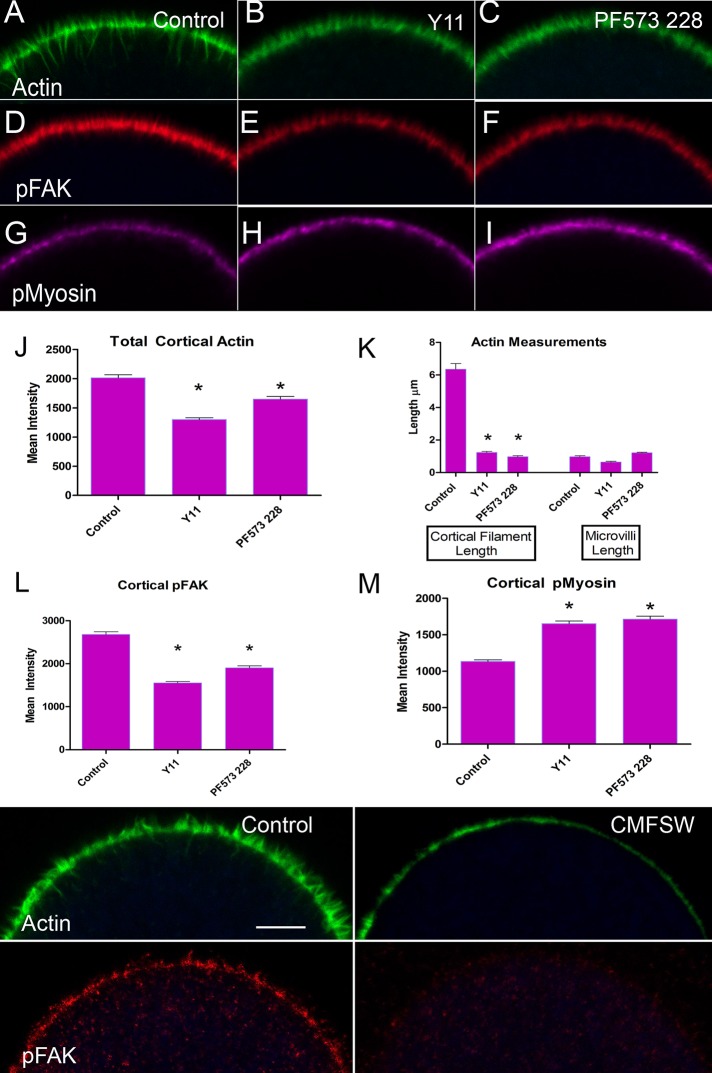 FIGURE 5: