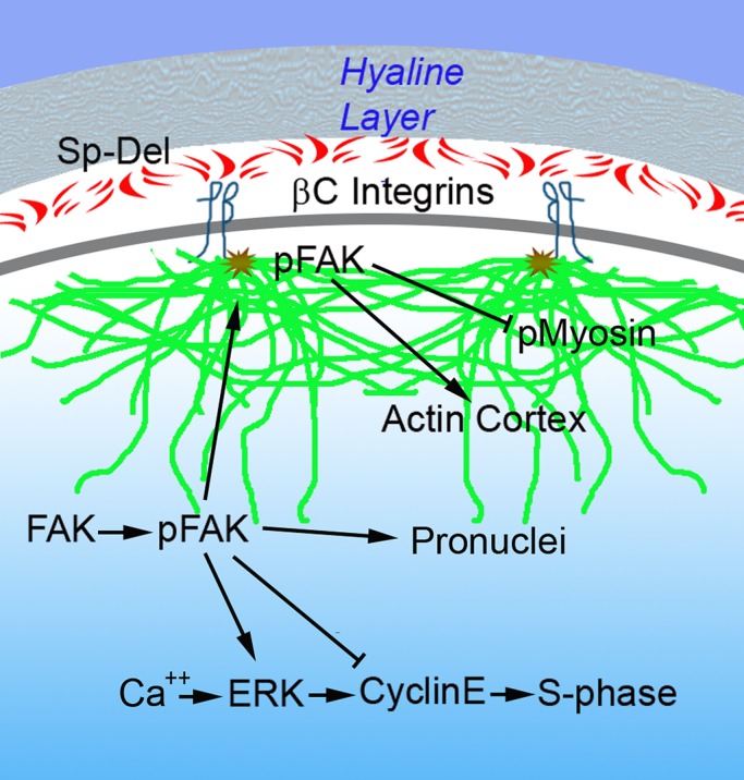 FIGURE 9:
