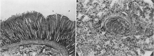 Fig. 5., Fig. 6.