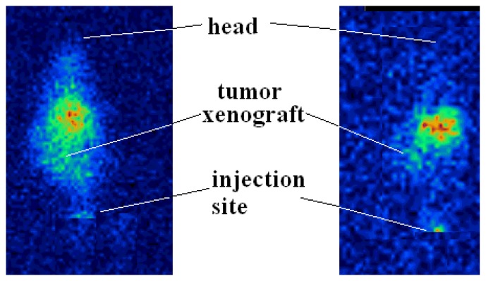 Fig. 8