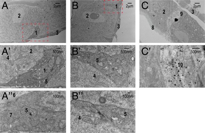 Fig. 2.